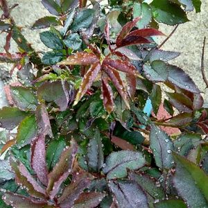 Meet your Posher, Gabriel